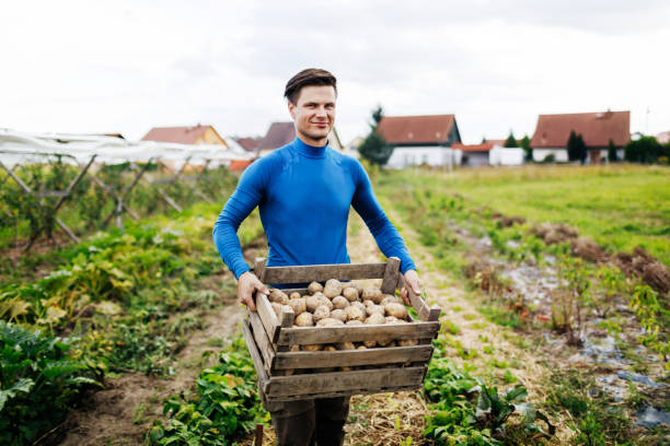 portrait of young urban farmer displaying yield of potatoes - vegies vegetable basket residential structure imagens e fotografias de stock