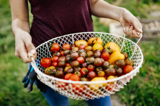 Close Up Of Freshly Harvested Heirloom Tomatoes