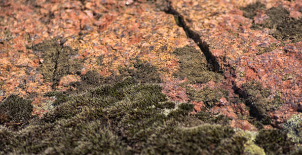 istock Black crack on the red granite overgrown with moss. 923228172