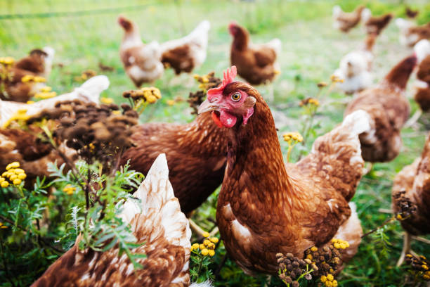 istock Close Up Of Free Range Chicken 923228596