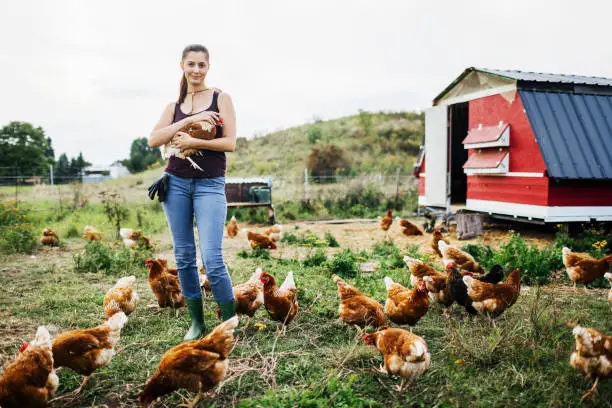 A young farmer smiling while working with her free range chickens.