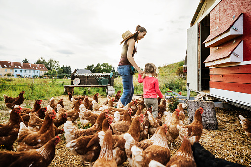 A young girl helping her mother feed the chickens outside their coop on an organic farm.