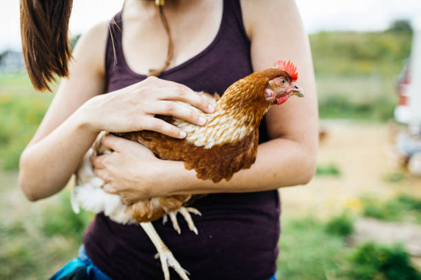 istock Close Up Of Poultry Farmer Holding A Chicken 923228696