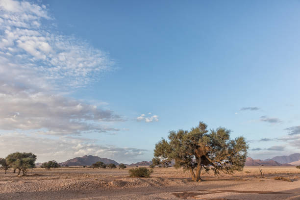 istock African tree in Namibia desert with mountains in background. With sunset beautiful light. 923230706