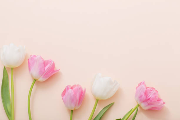 istock pink and white tulips on paper background 923231016