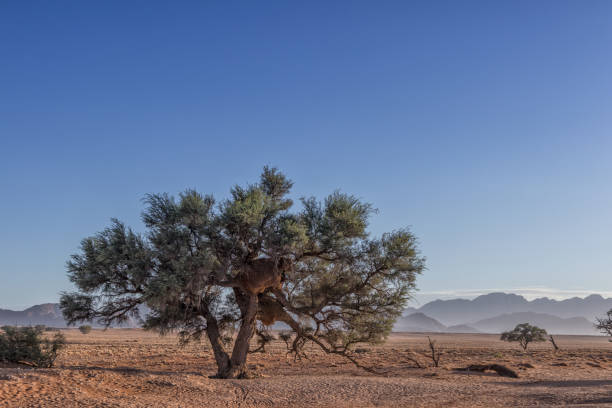 istock African tree in Namibia desert with mountains in background. With sunset beautiful light. 923231104