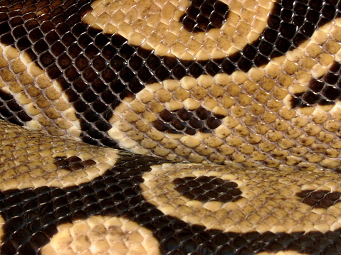 Ball Python Skin Stock Photo - Download Image Now - Animal, Backgrounds ...