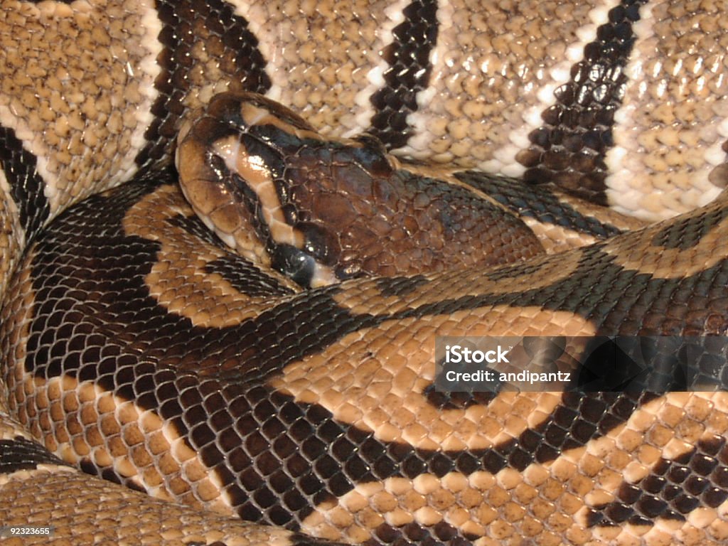 Bola Python - Foto de stock de Alimento com mordida royalty-free