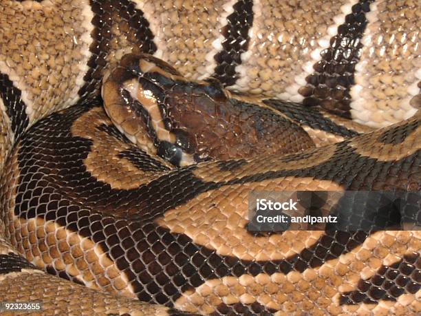 Foto de Bola Python e mais fotos de stock de Alimento com mordida - Alimento com mordida, Animal, Animal de estimação