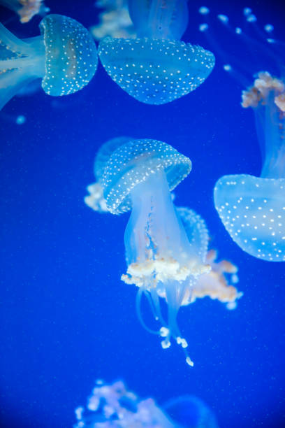 istock Spotted jellyfish in the sea 923237590