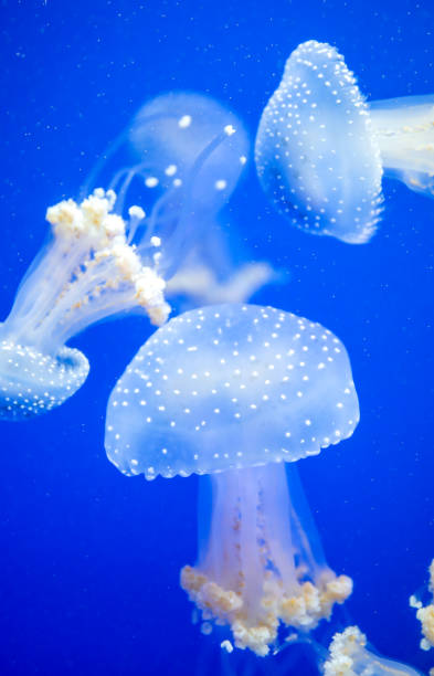 spotted jellyfish in the sea - white spotted jellyfish imagens e fotografias de stock