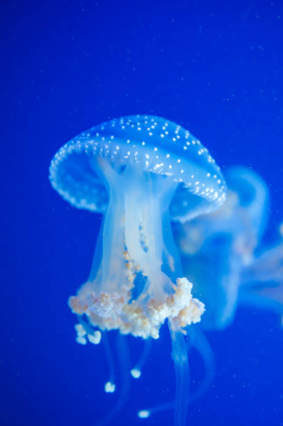 meduza plamista w morzu - white spotted jellyfish zdjęcia i obrazy z banku zdjęć