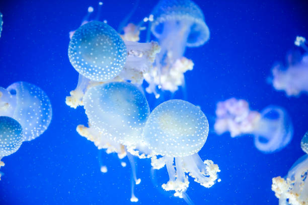 Spotted jellyfish in the sea