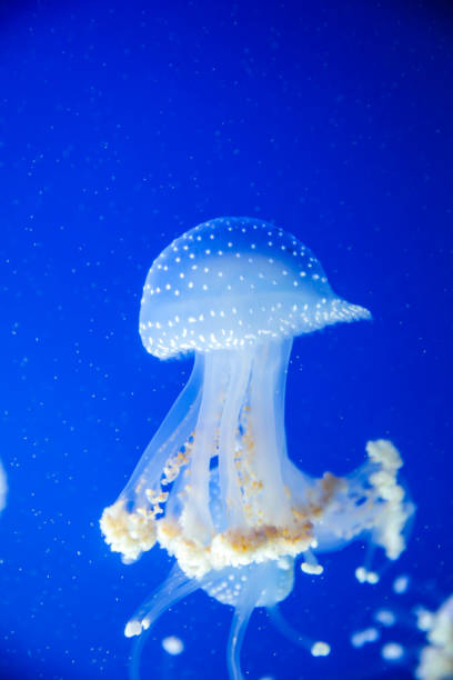 spotted jellyfish in the sea - white spotted jellyfish imagens e fotografias de stock