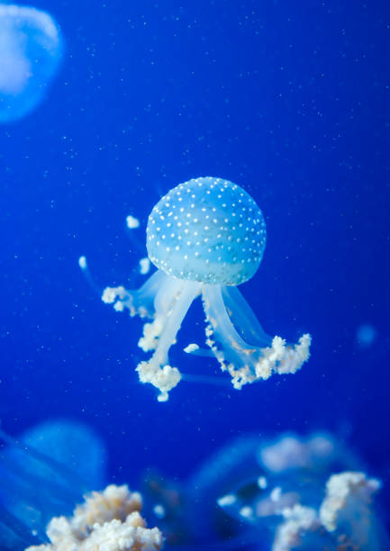 istock Spotted jellyfish in the sea 923237696