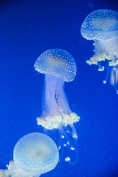 spotted jellyfish in the sea - white spotted jellyfish imagens e fotografias de stock