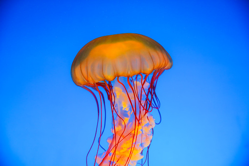 Jellyfish floating in sea