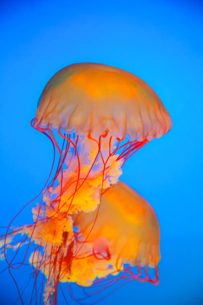 istock Jellyfish floating in sea 923237804