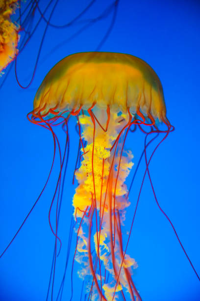 istock Jellyfish floating in sea 923237864