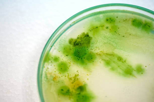 istock Colony of blue green algae in culture medium plate, Microbiology. 923238322