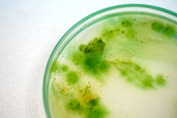 колония голубых зеленых водорослей в культуре средней пластины, микробиологии. - bacterial colonies стоковые фото и изображения
