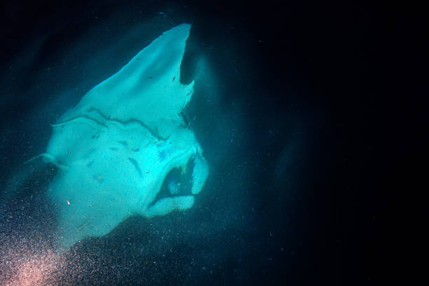 istock Manta eating krill plankton and krill at night 923240706