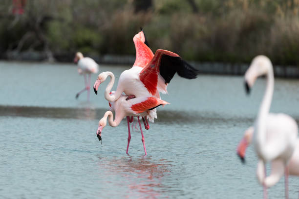 istock Group of pink flamingos 923241146