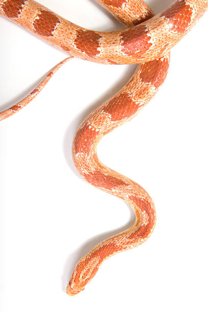 Orange albino corn snake on a white copy space background An albino corn snake coiled and ready to strike on a white background. elaphe guttata guttata stock pictures, royalty-free photos & images