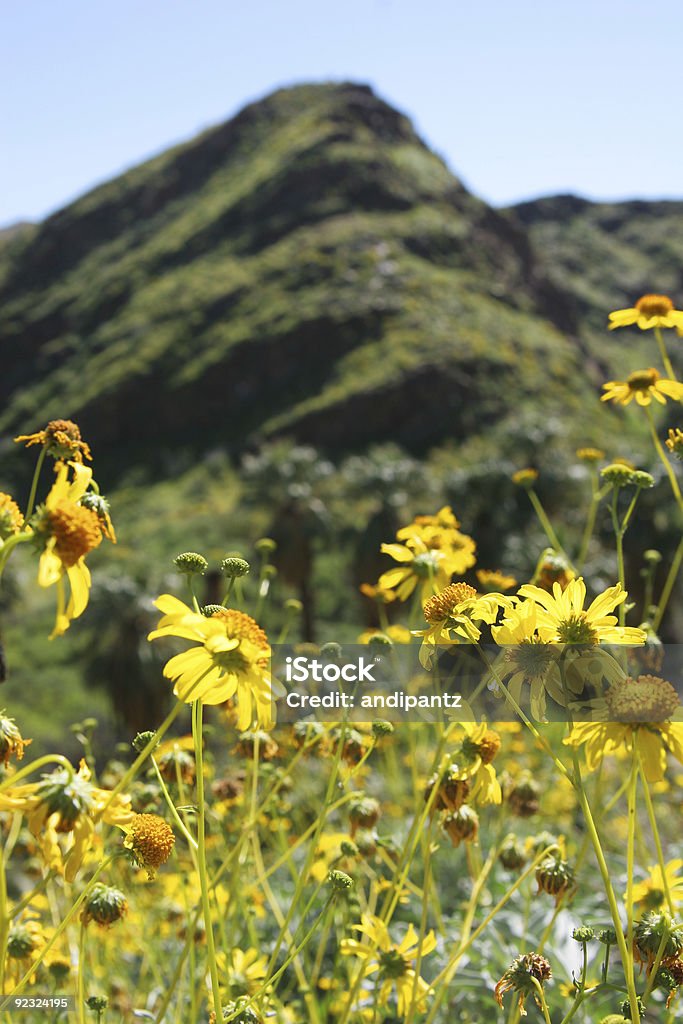 HIllside Blumen - Lizenzfrei Alm Stock-Foto