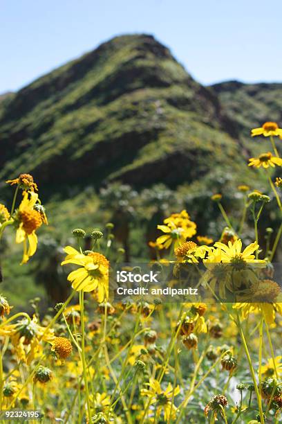 Hillside Blumen Stockfoto und mehr Bilder von Alm - Alm, Anhöhe, Arrangieren