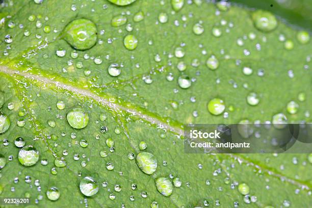 방울 신선한 물을 녹색 잎 0명에 대한 스톡 사진 및 기타 이미지 - 0명, 깨끗한, 날씨