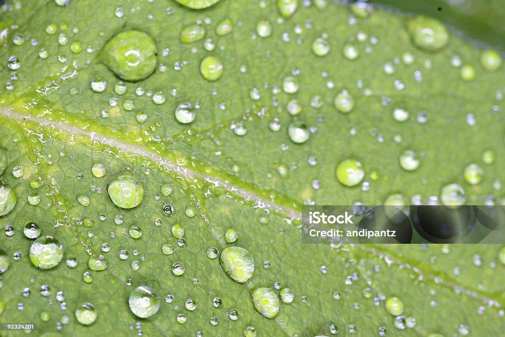 Kropelki wody na świeżych zielonych liści - Zbiór zdjęć royalty-free (Alergia)