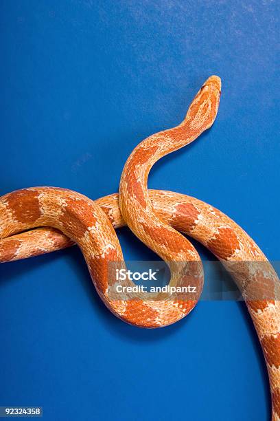 주황색 및 블루 옥수수뱀에 대한 스톡 사진 및 기타 이미지 - 옥수수뱀, 0명, 감금 상태