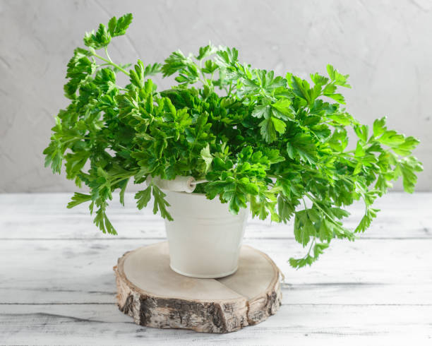 istock Bunch of parsley on white wooden background 923244846