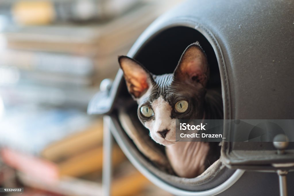 Sphinx cat is playful in the house - portrait of beautiful pet Sphinx cat is hiding in her house and on the bed in the sheets. Portrait of beautiful sphinx cat. Sphynx Hairless Cat Stock Photo