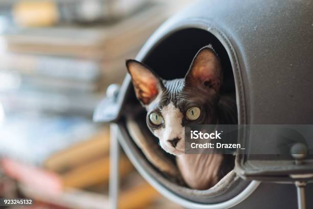 Sphinx Cat Is Playful In The House Portrait Of Beautiful Pet Stock Photo - Download Image Now