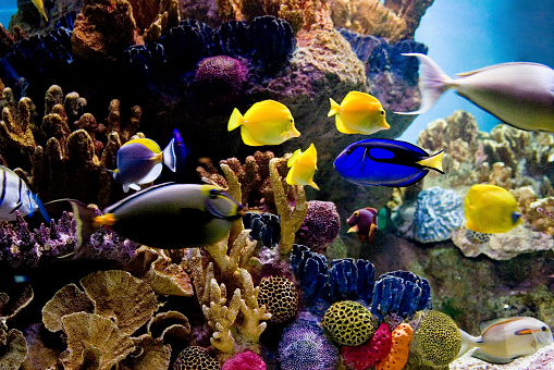 Colorful exotic fish swimming in deep blue water aquarium with green tropical plants.
