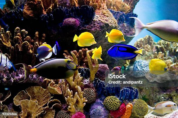 Underwater Scene Of Bright Colored Tropical Fish Stock Photo - Download Image Now - Aquarium, Fish, Sea