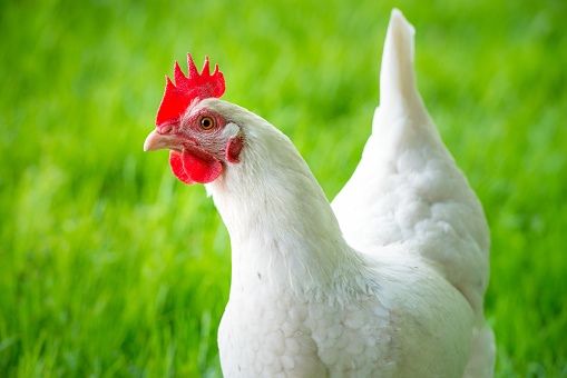 Close-up of a free-range raised chicken, outdoors in fresh grass.