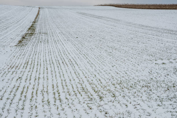 istock Field in winter covered with a little snow 923252904