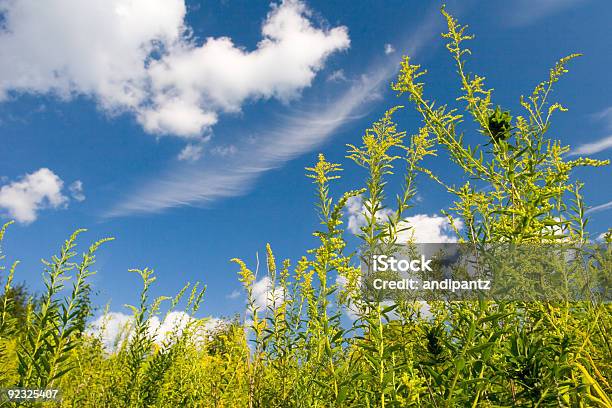 Foto de Colorida Campo 1 e mais fotos de stock de Alergia - Alergia, Amarelo, Azul