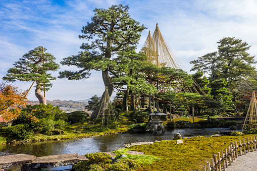 Yukitsuri (ropes for preserving trees) in Kenroku-en (Six Attributes Garden), one of the Three Great Gardens of Japan, located in Kanazawa, Ishikawa Prefecture