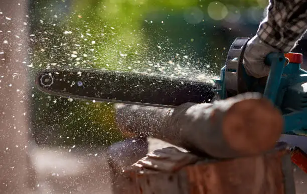 Photo of cuttings logs with chainsaw