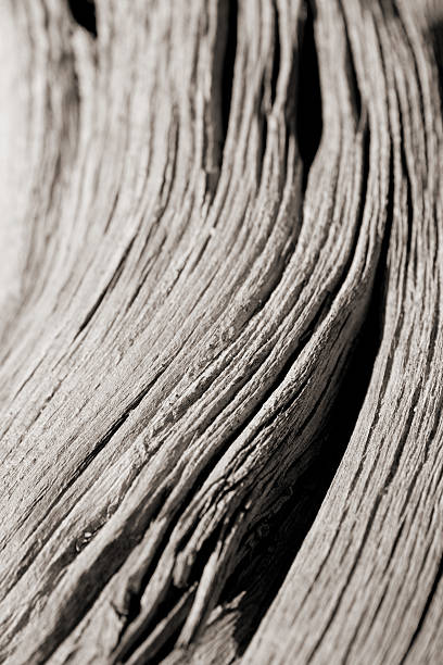 dérive en bois - driftwood photos et images de collection