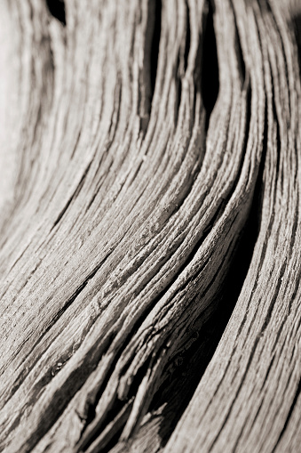 Sepia toned image.  Macro photo of drift wood.