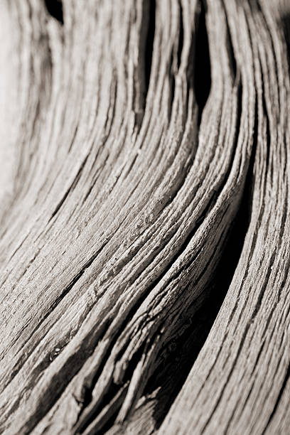 drift wood Sepia toned image.  Macro photo of drift wood. driftwood stock pictures, royalty-free photos & images