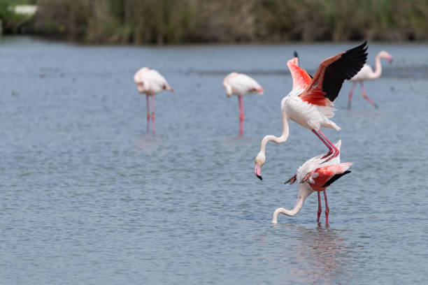 istock Group of pink flamingos 923258894