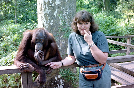 Sandakan, Malaysia.- May 1994. Nearby Sandakan at Sepilok nature resort a courage young woman has made a friendship with a female Orangutan.