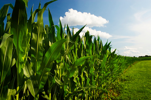Dirt road through maize green field under blue sky in Ukraine