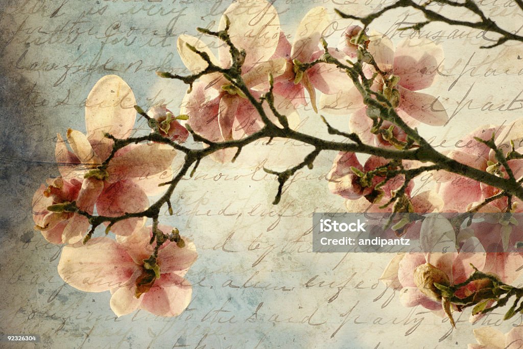 magnolia wspomnienia - Zbiór zdjęć royalty-free (Antyczny)